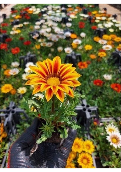 Turuncu Gazanya 5 15 Cm 10 Adet Saksılı/ Tüplü Çiçekli Bodur Bitki Gazania