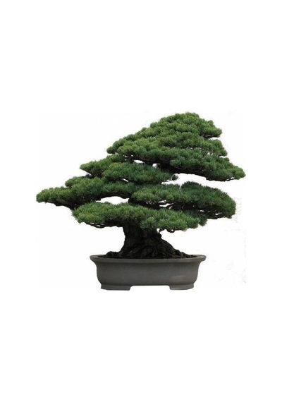 Sarıçam Bonzai Ağacı Tohumu 5 Tohum + Bonsai Tohumu