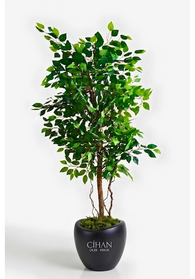 Premium Yapay Yeşil Benjamin Ağacı 150 Cm - 32 28.5 Plastik Lale Saksılı Beyaz