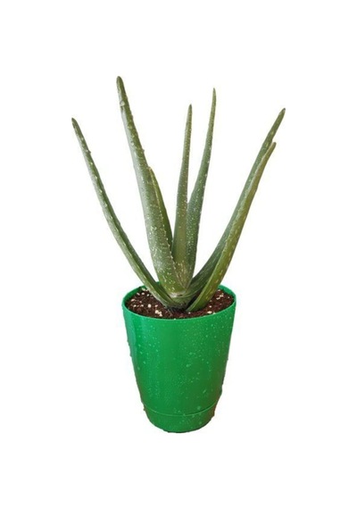 Aloevera Bitkisi 20-30 Cm Doğal Krem Şifalı Bitki Sarısabır
