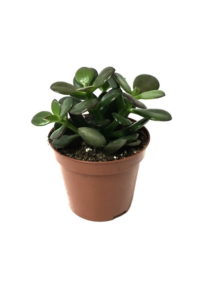 Crassula Ovata 'Minor' (Sukulent) Ø8,5 CM Y10-15 CM