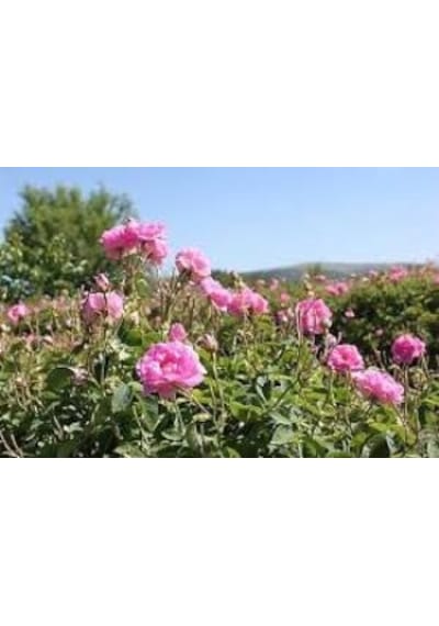 Pembe Reçellik Isparta Gülü Fidanı 40-50 Cm