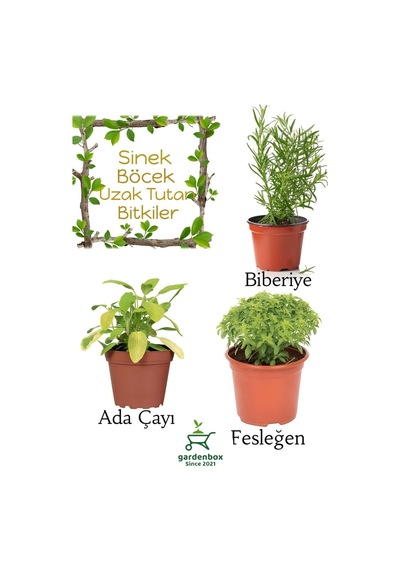 Sinek Böcek Kovucu Bitki Seti Biberiye+fesleğen+adaçayı Bitksi 10-20cm Boylarında