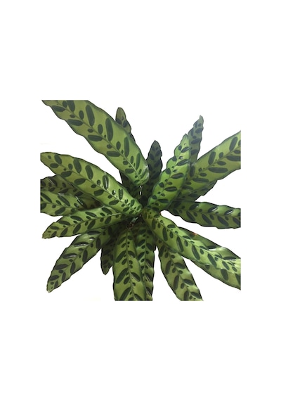 Calathea Lancifolia (Dua Çiçeği) Ø14 CM Y35-40 CM