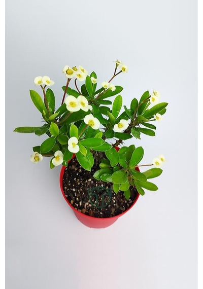 Saksılı Ebruli Dikenler Tacı Japon Iğnesi Euphorbia Milii 5-15 Cm