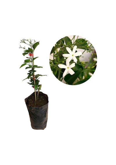 Mis Kokulu Ful Yasemin Çiçeği 1 Adet Saksılı 30-60cm Bahçe Çiçeği