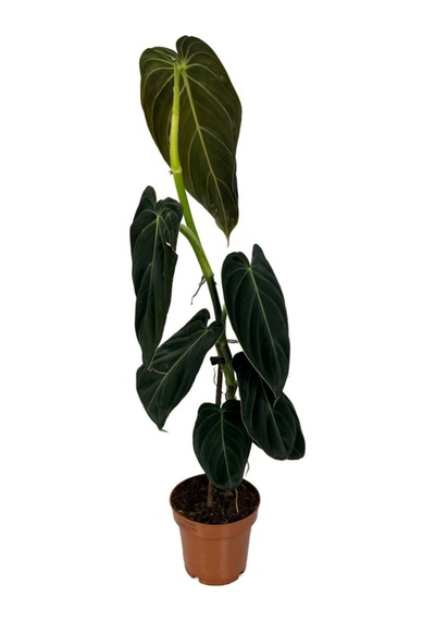 Philodendron Melanochrysum 3371