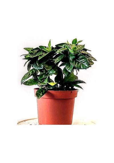 Videolu Gardenya Çiçeği Temizlik Simgesi 20 50 Cm 1 Adet Saksılı Iç Mekan Bitkisi Gardenia