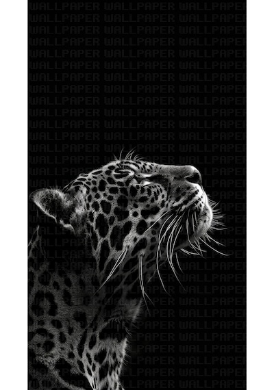 Siyah Beyaz Jaguar Poster Duvar Kağıdı Renkli