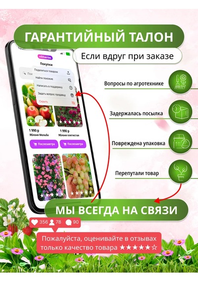 Lavinia Tırmanıcı Gül Fidanı