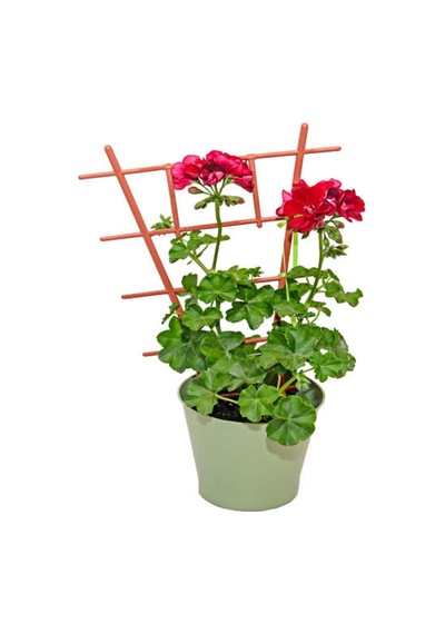 Videolu Kırmızı Sakız Sardunya 30 50 Cm 1 Adet Saksılı Çiçekli Bodur Bitki Geranium