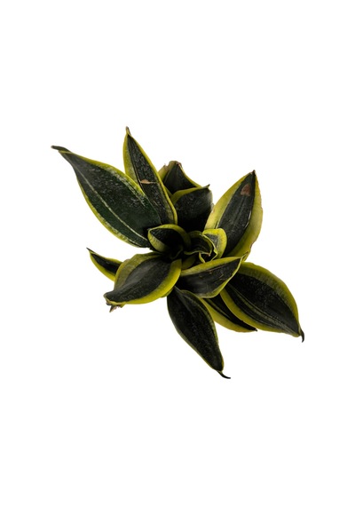 Sansevieria 'Black Gold' (Paşa Kılıcı) Ø12 CM Y25-30 CM