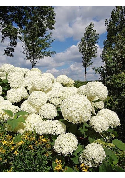 Videolu 1 Adet Bembeyaz Ortanca Çiçeği Fidanı 35-60 Cm Saksılı Çiçekli Bodur Bitkiler Hydrangea