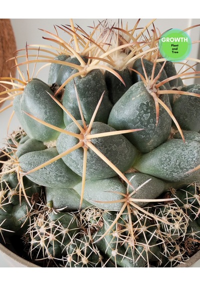 Coryphantha Cactaceae Meksika Kaktüsü 1 Adet
