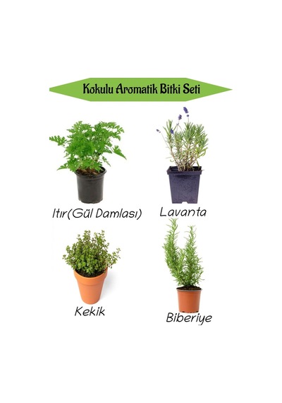 Aromatik Kokulu Mutfak Seti Itır Çiçeği+lavanta+kekik+biberiye Fidesi 4 Adet