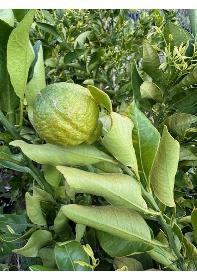 Çok Nadir Bir Çeşit Tüplü Çekirdeksiz Dekopon Mandalina Fidanı Yaş 3 Boy 100-130 Cm