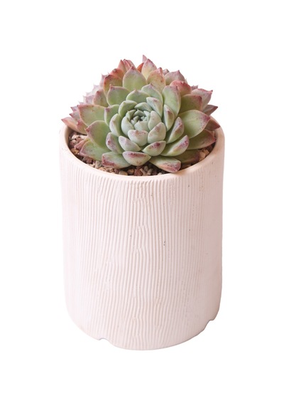 Echeveria Elegan Hybrid - Sukulent Haangarden