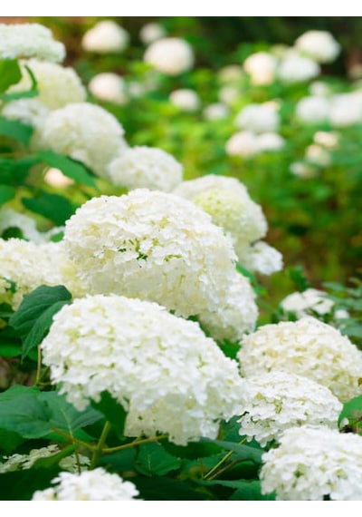 Videoluçınar Kartopu Çiçeği Fidanı 50 60 Cm 1 Adet Tüplü/saksılı Dış Mekan Hydrangea Hortensia