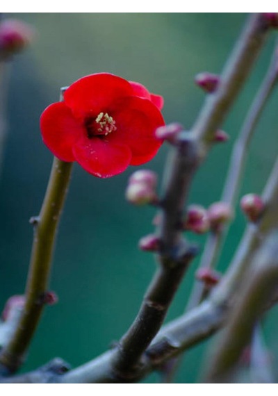 Japon Ayvası Japanese Quince Bol Çiçekli Süs Bitkisi Aşılı Meyve Fidanı