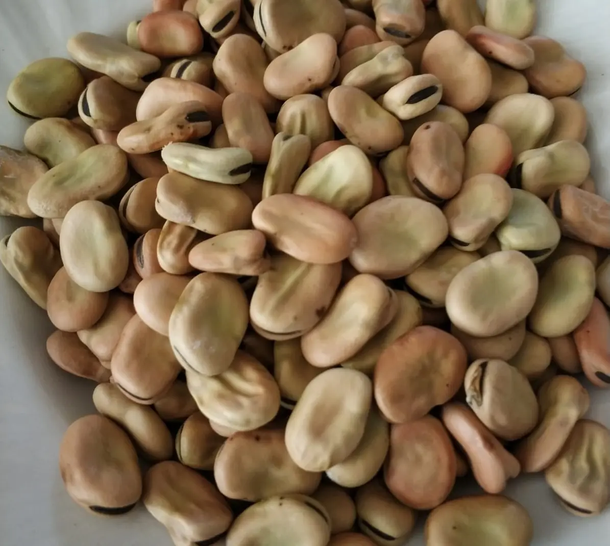 1 Kg Kuru Bakla Yerli Üretim Doğal Ve Katkısız İç Bakla
