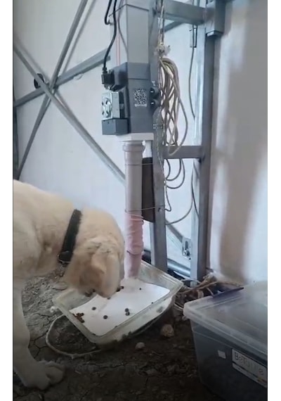 3e Tasarım Otomatik Köpek Mama Makinesi