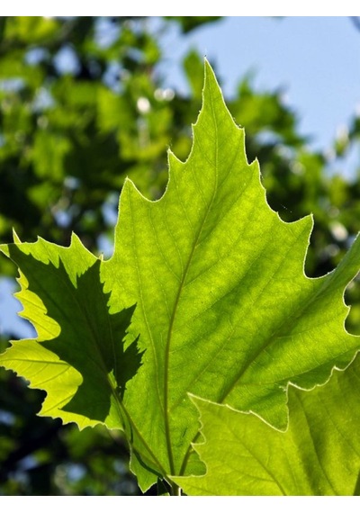 Londra Çınarı Ağacı Platanus X Acerifolia Fidanı 2 Yaş