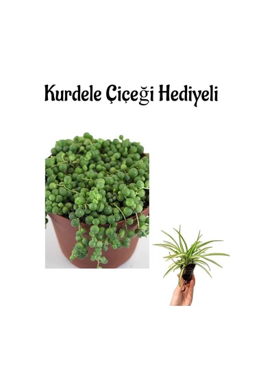 Öğretmenler Gününe Özel Tespih-boncuk Çiçeği Bitkisi Kurdele Çiçeği Hediyeli
