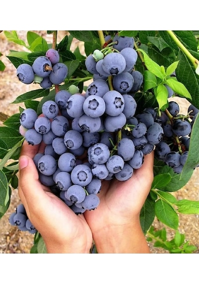 Tüplü Yaban Mersini Blue Berry Fidanı