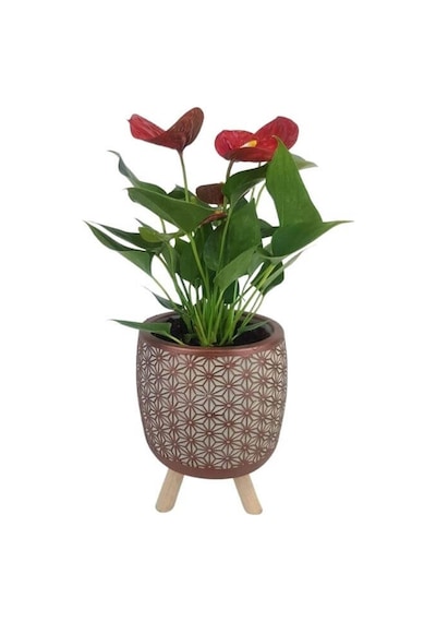 Mini Antoryum Kiremit Rengi Motif Desenli Saksıda Flamingo Çiçeği