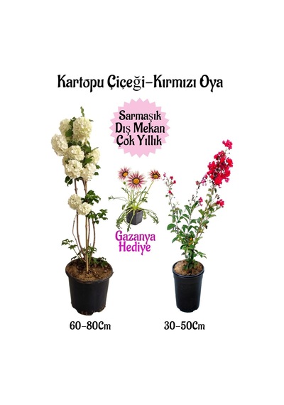 Kartopu Çiçeği 1 Adet +kırmızı Oya Ağacı 1adet+pembe Gazanya Hediyeli Saksılı Bahçe Seti