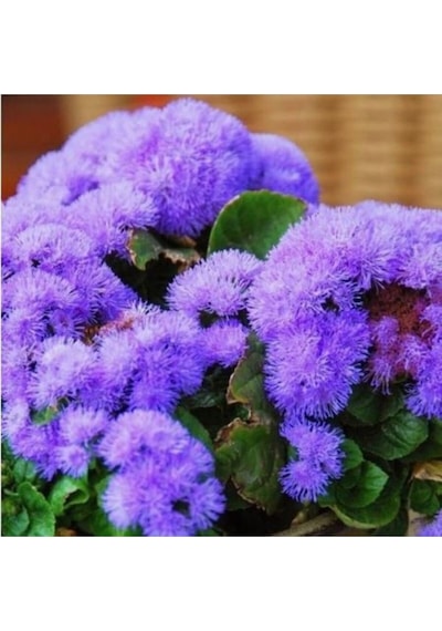 Ithal Mavi Ageratum Çiçeği Tohumu Ekim Seti