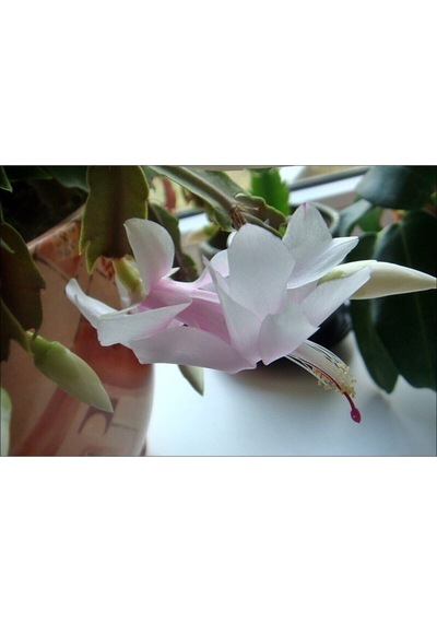 Beyaz Yılbaşı Çiçeği Fidanı 20-30 Cm Saksılı Çiçekli Bodur Bitkiler White Zygocactus