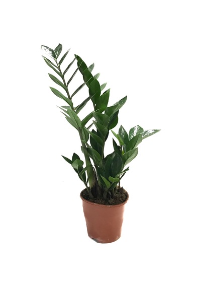 Zamia Zamioculcas (Zeze Çiçeği) Ø14 CM Y40-45 CM