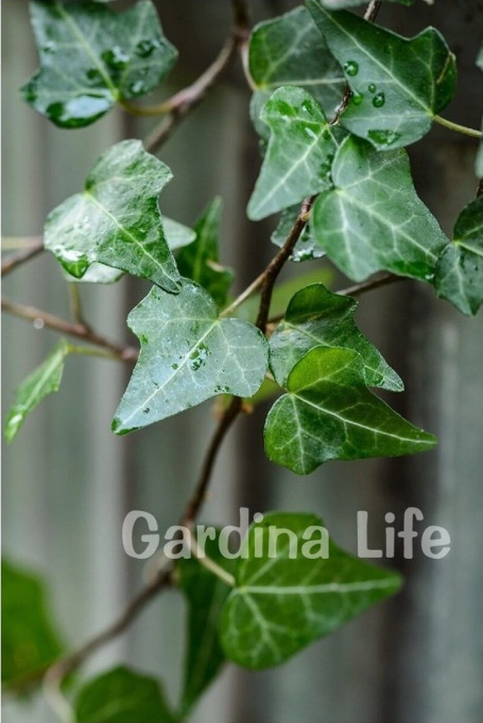 Duvar Sarmaşığı Fidanı Hedera Helix 10-20 Cm