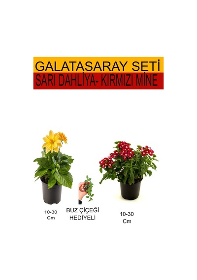 Takım Seti Sarı Dahliya+ Kırmızı Mine + Hediyelik Buz Çiçeği