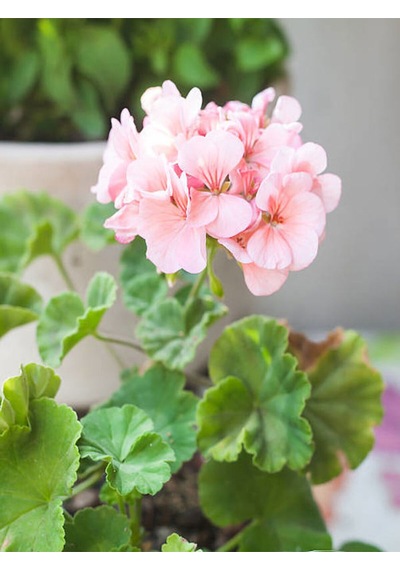 Videolu Açık Pembe Sardunya Çiçeği 1 Adet Saksılı 20-40 Cm Balkon Bitkisi Pelargonium Peltatum