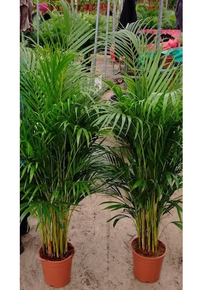 4 Yaş Areca Palmiyesi-dypsis Lutescens 160-180 Cm 440