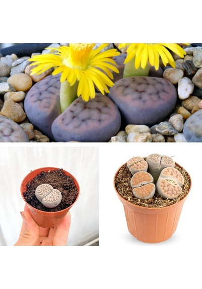 Taş Kaktüs Özel Tür Lithops 5.5 Saksıda