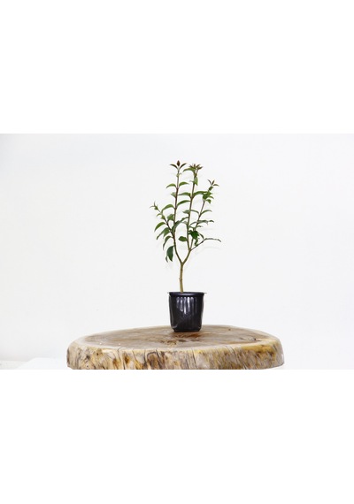 Bonsai Ligustrum Japonicum - Hediyelik 25-30 Cm
