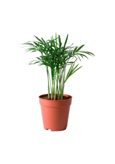 Chamaedorea Elegans Dağ Palmiyesi