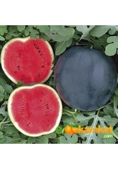 Siyah Karpuz Tohumu 10 GR Paket