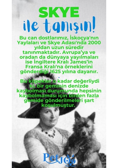 Petjoo 6.Skye Mavi-Yeşil Qr'lı Köpek Künyesi