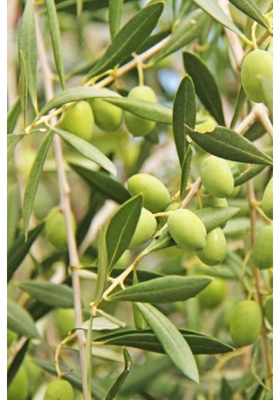 Gemlik Zeytin Fidanı 5 Yaş 1,5 Metre Boy