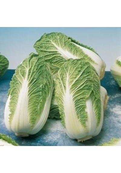Beyaz Çin Lahanası Tohumu