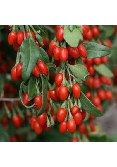 Goji Berry Kurt Üzümü Tohumu 20 Tohum