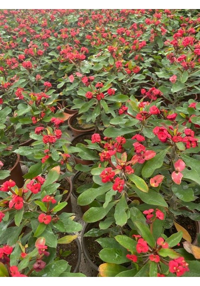 Videolu Dikenler Tacı Kırmızı Çiçekli Milli 20 40 Cm Saksılı Kaktüs Euphorbia