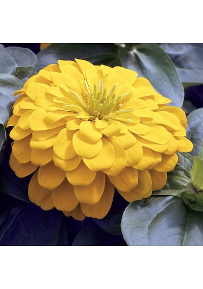 Dahlia Çiçekli Sarı Zinya Çiçeği Tohumu 40 Tohum