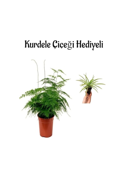 Tül Kuşkonmaz Bitkisi Anneler Gününe Özel Hediyelik Kurdele Çiçeği Hediyeli