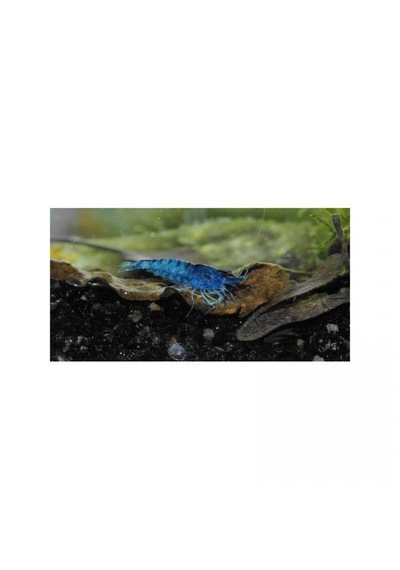 Mavi Melek Karides 10 Ad 1-1.2 Cm