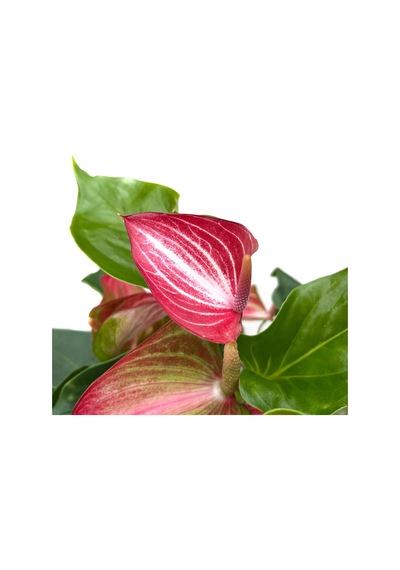Betonish Anthurium Livium Flamingo Çiçeği